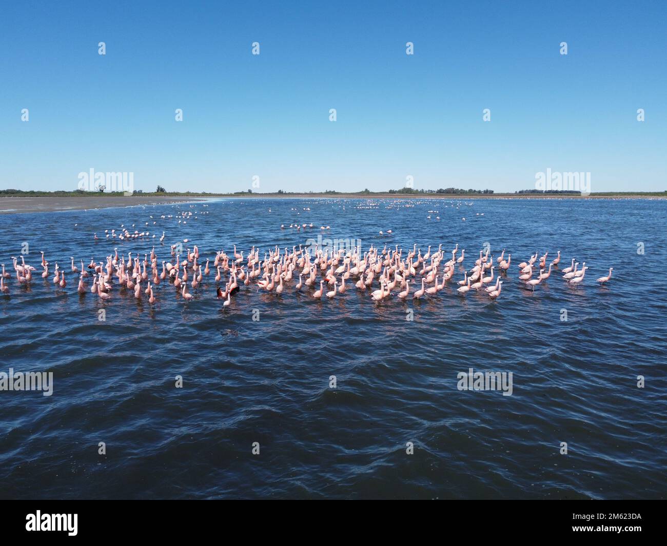 The flock of birds flying over a sea Stock Photo - Alamy