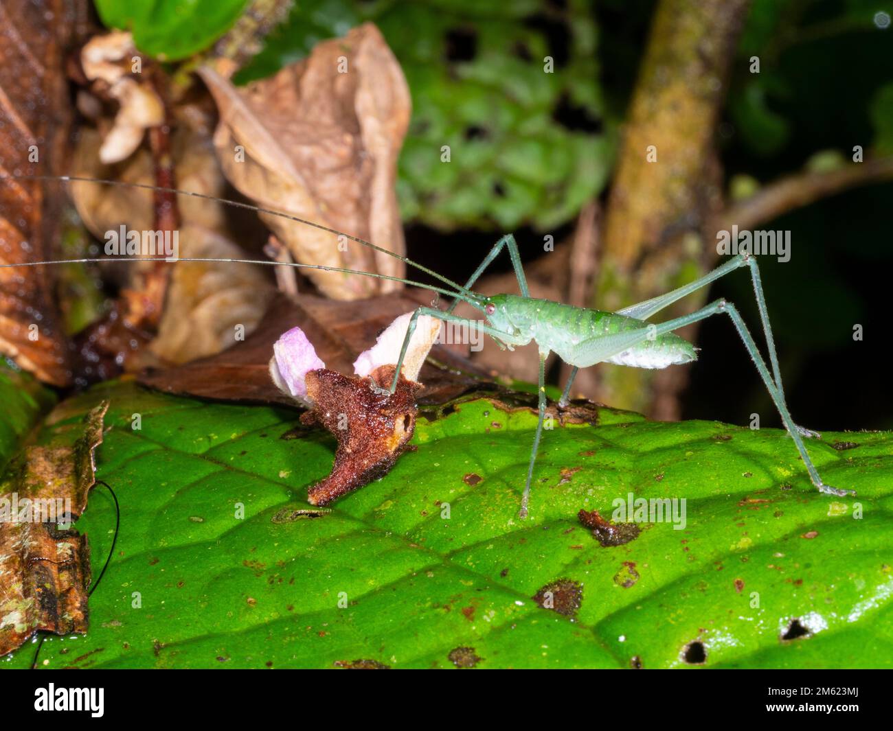 Juvenile katydid (Tettigoniidae) feeding on a fallen flower in the rainforest understory, Orellana province, Ecuador Stock Photo