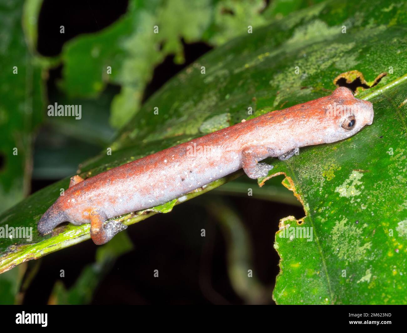 Ecuadorian climbing salamander (Bolitoglossa ecuatoriana) in the rainforest, Orellana province, Ecuador. With a regenerating tail Stock Photo
