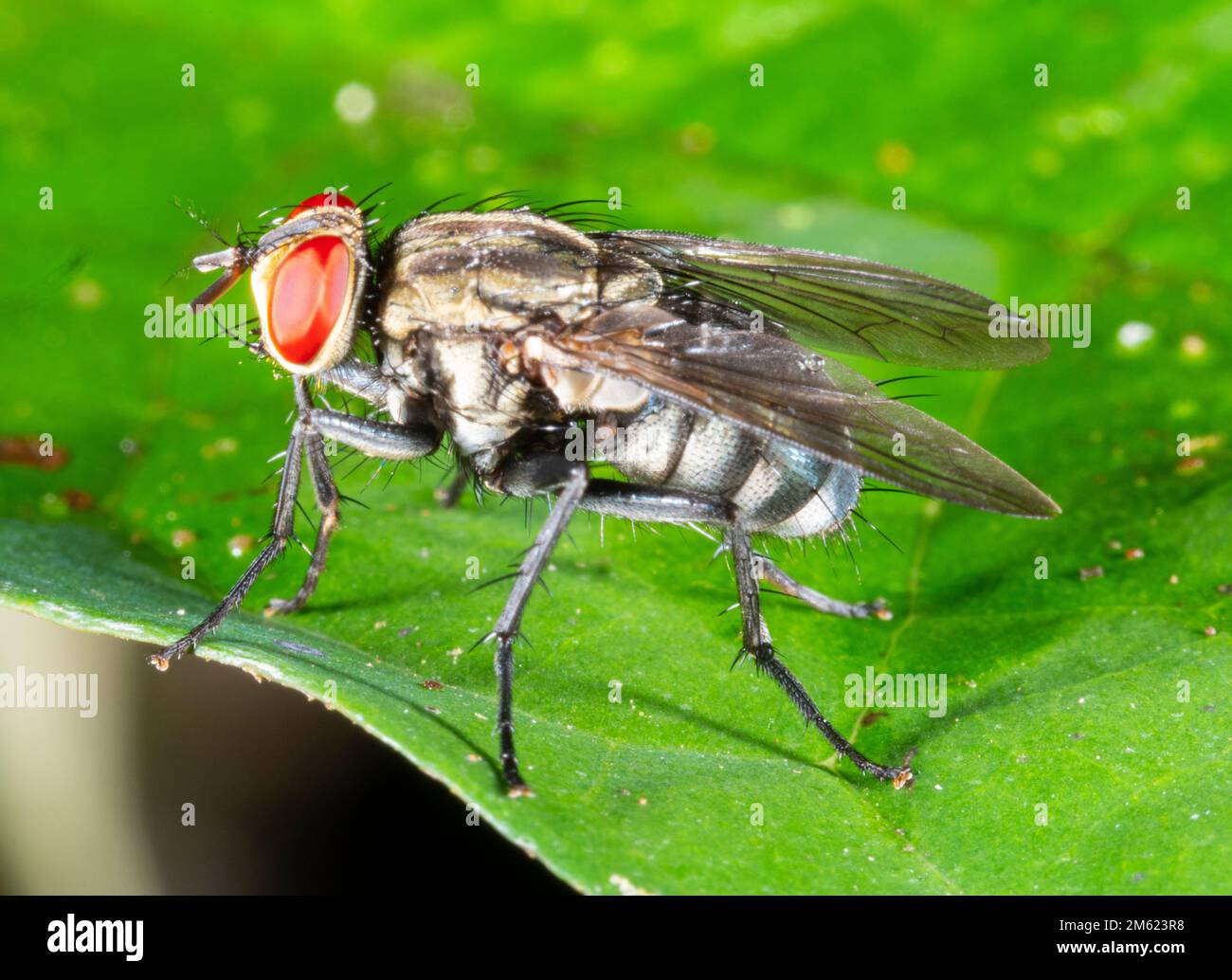 Calyptrate Fly (Diptera) n the rainforest, Orellana province, Ecuador