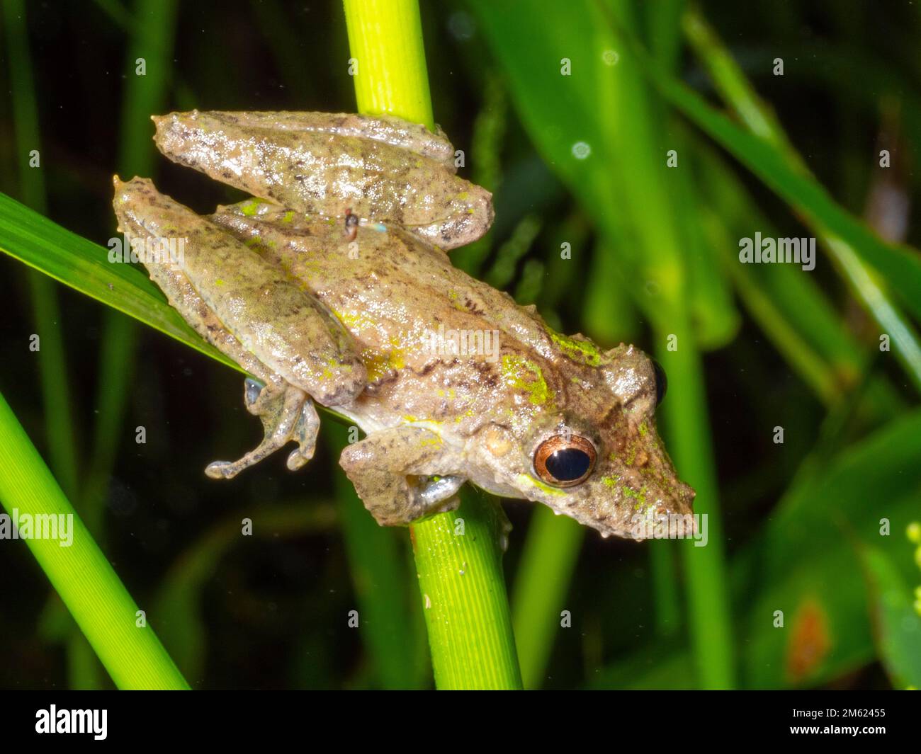 Fringe-lipped Snouted Treefrog (Scinax garbei). in the rainforest at night, Ecuador. Stock Photo