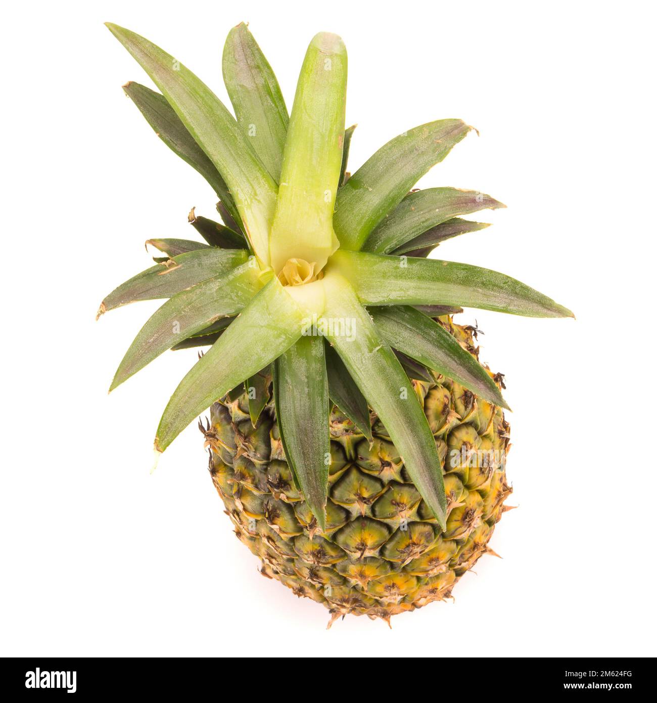 Pineapple isolated no white Background Stock Photo - Alamy