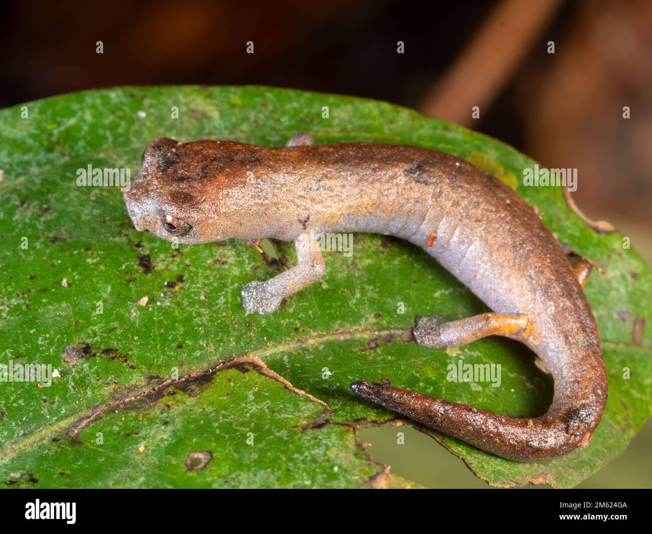 Ecuadorian climbing salamander (Bolitoglossa ecuatoriana) in the rainforest, Orellana province, Ecuador Stock Photo