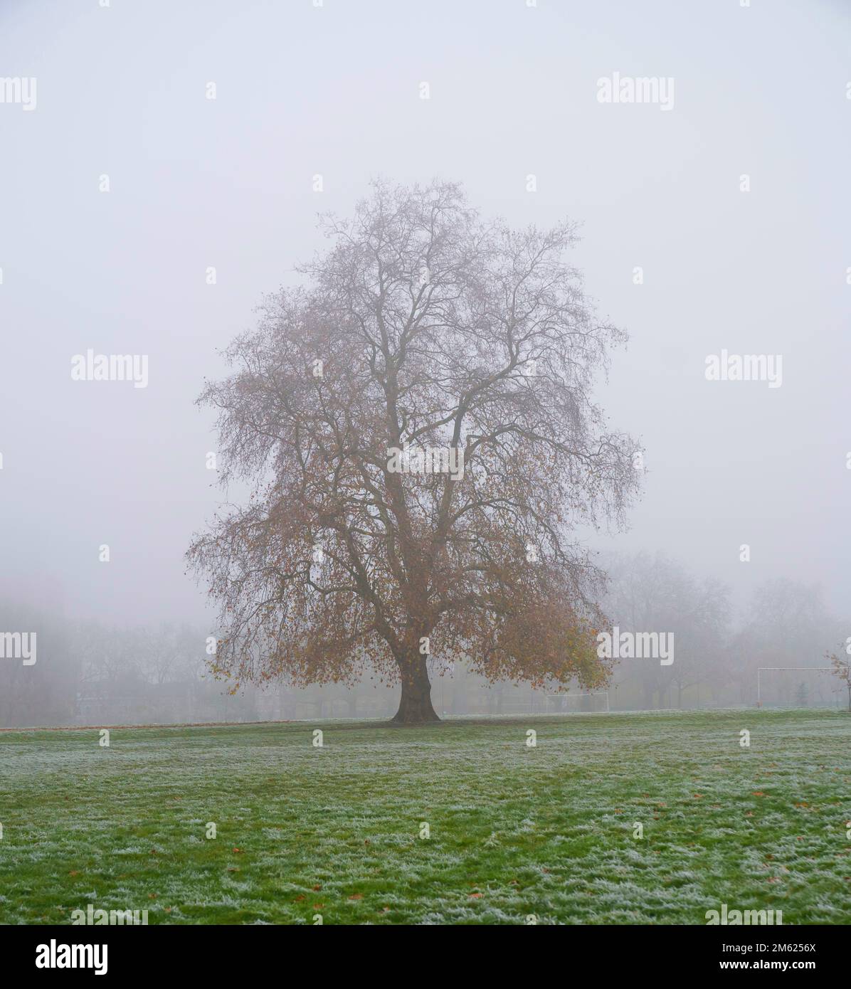 tree in the mist  misty park east london Stock Photo