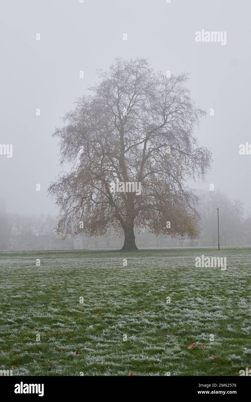 tree in the mist  misty park east london Stock Photo