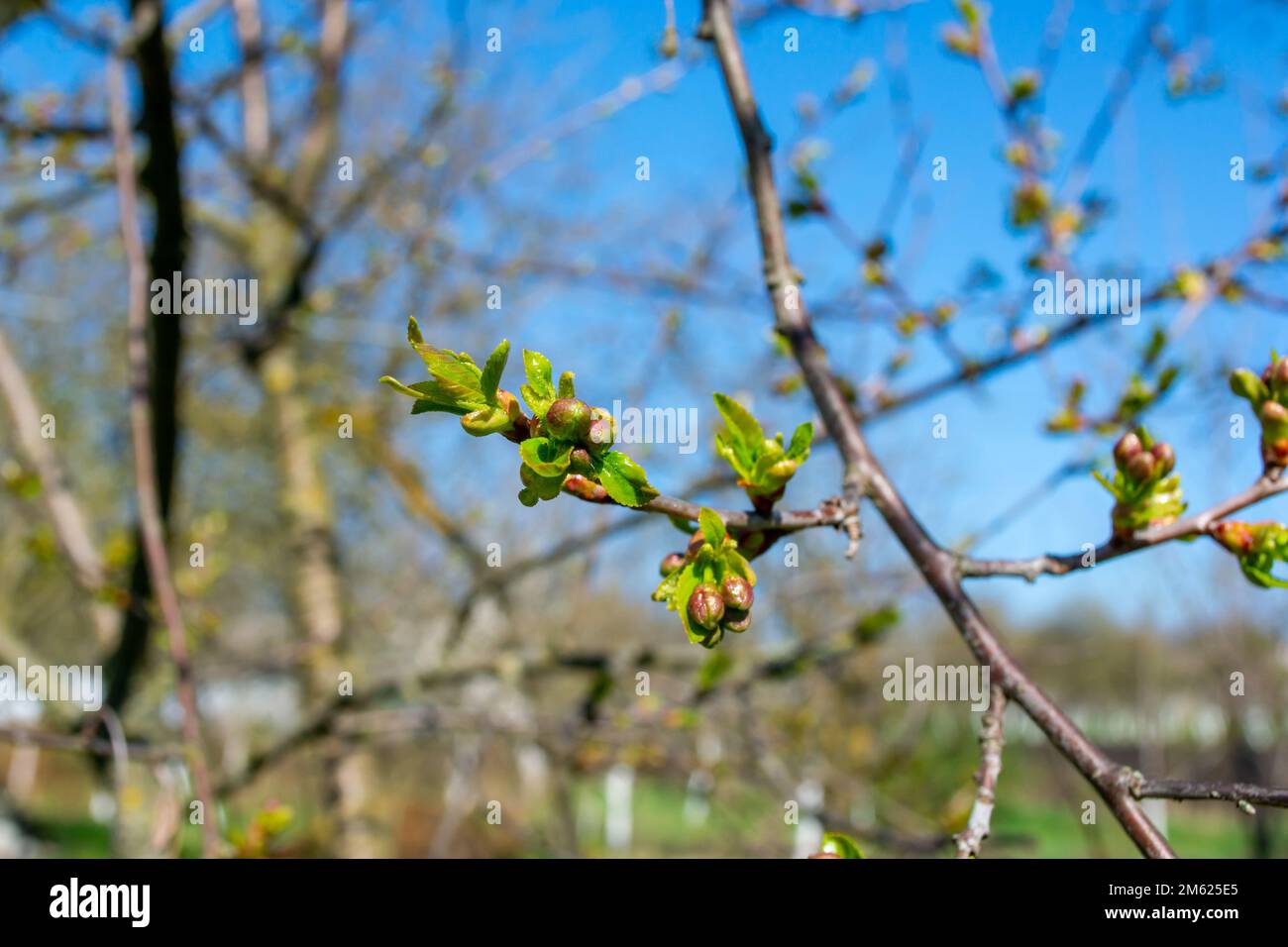 Thin branches of cherry with flower buds. Sunny day in the spring garden. Stock Photo