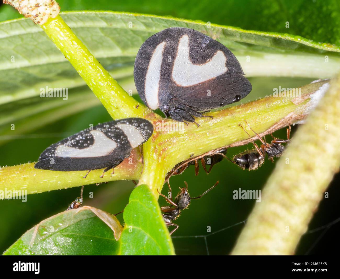 Black and white Treehopper (Membracis foliatafasciata) attended by ants