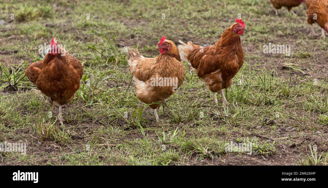 Free Range Organic Egg laying hens,  Rhode Island Reds roaming in field,   California. Stock Photo
