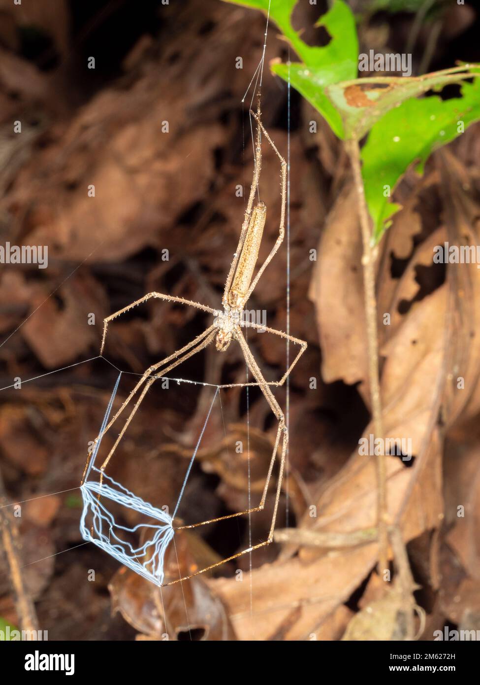 Ogre Faced Spider (Deinopis sp.). Holding its web ready to catch a prey item. Orellana province, Ecuador Stock Photo