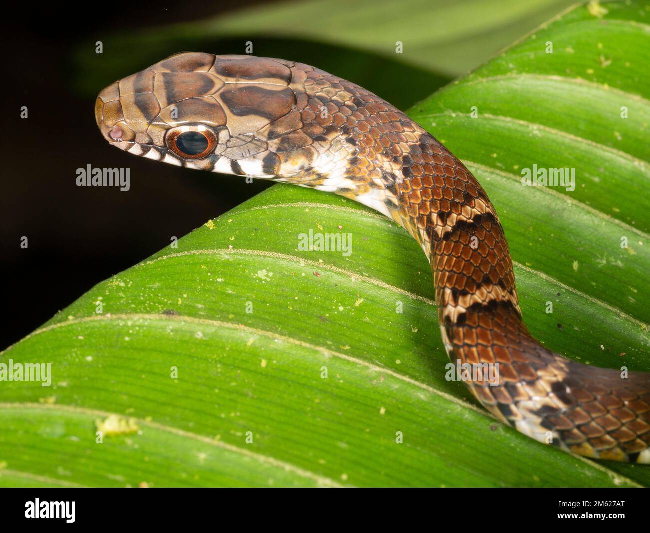 Juvenile tree snake (Drymoluber dicrous) in the rainforest understory