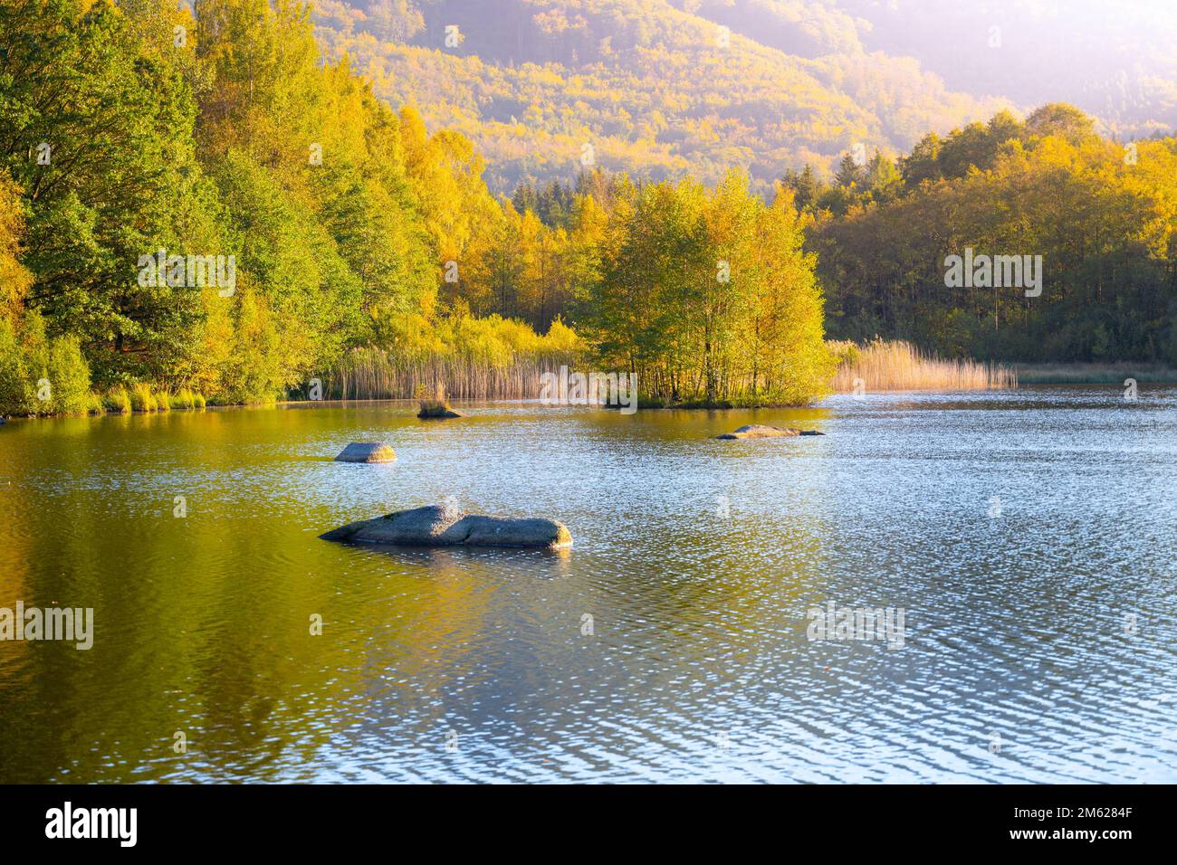 Autumn beech forest reflecter in the water. Jizera Mountains Beech Forest, Czech Republic Stock Photo