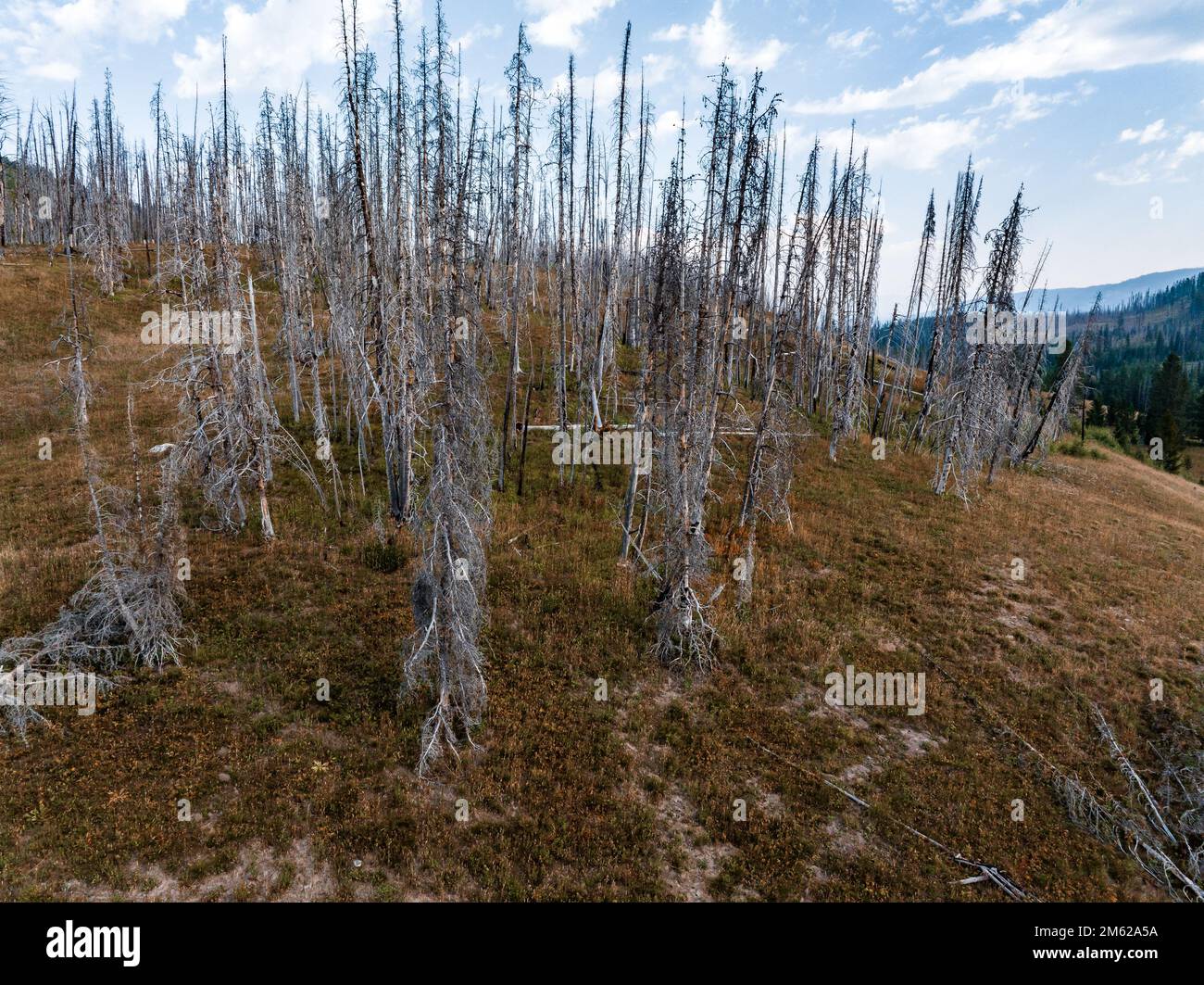 Yellowstone National Park dead trees inside geysers Stock Photo Alamy
