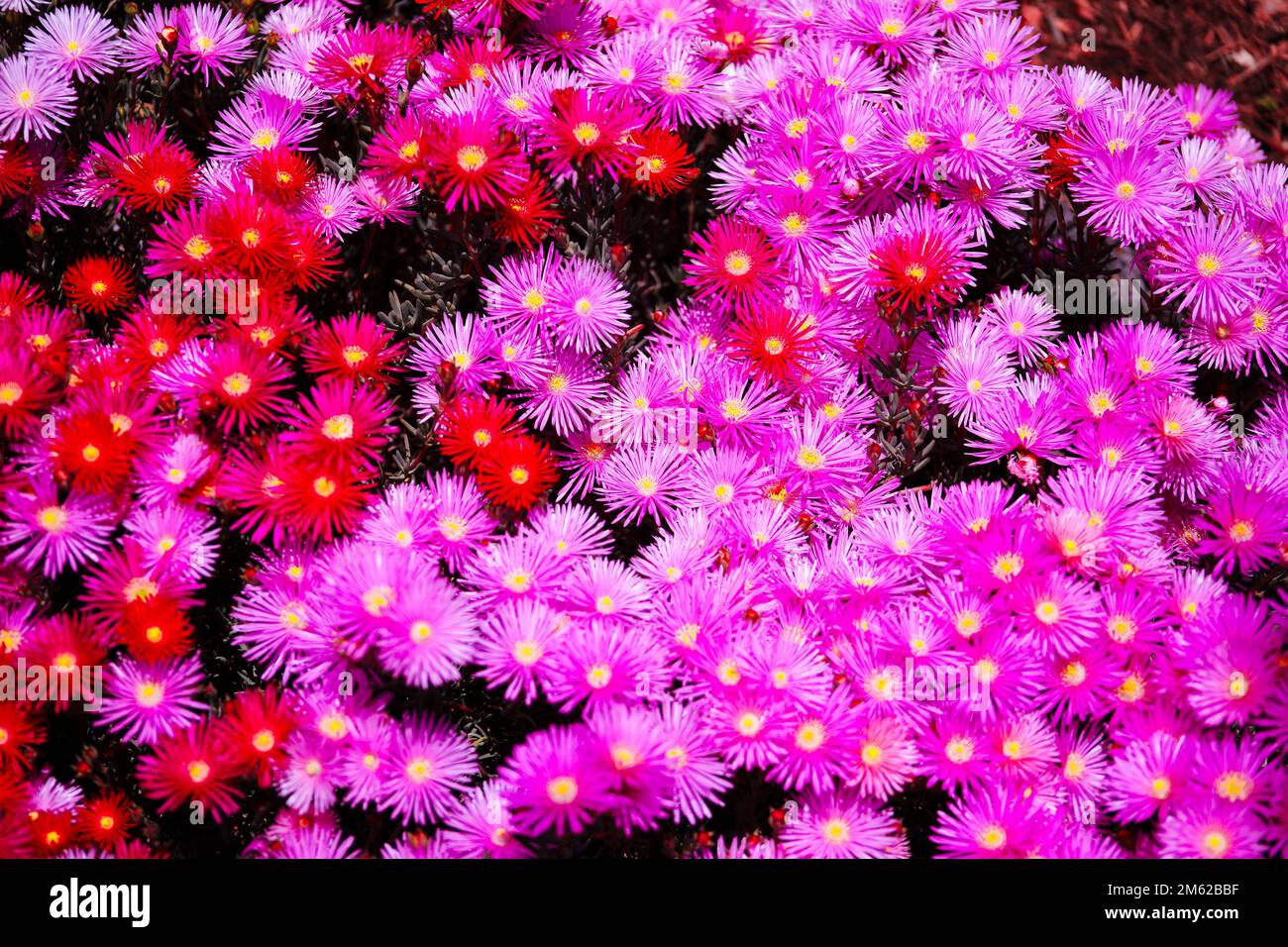 Pink, Red and Purple Flowers in Huntington Arboretum, Los Angeles, California Stock Photo