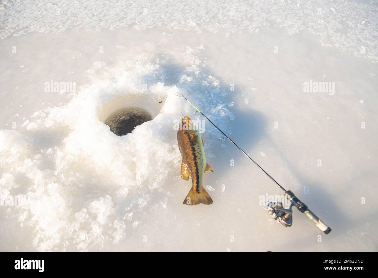 Great ice fishing catch, freshwater bass held by its mouth in ice hole