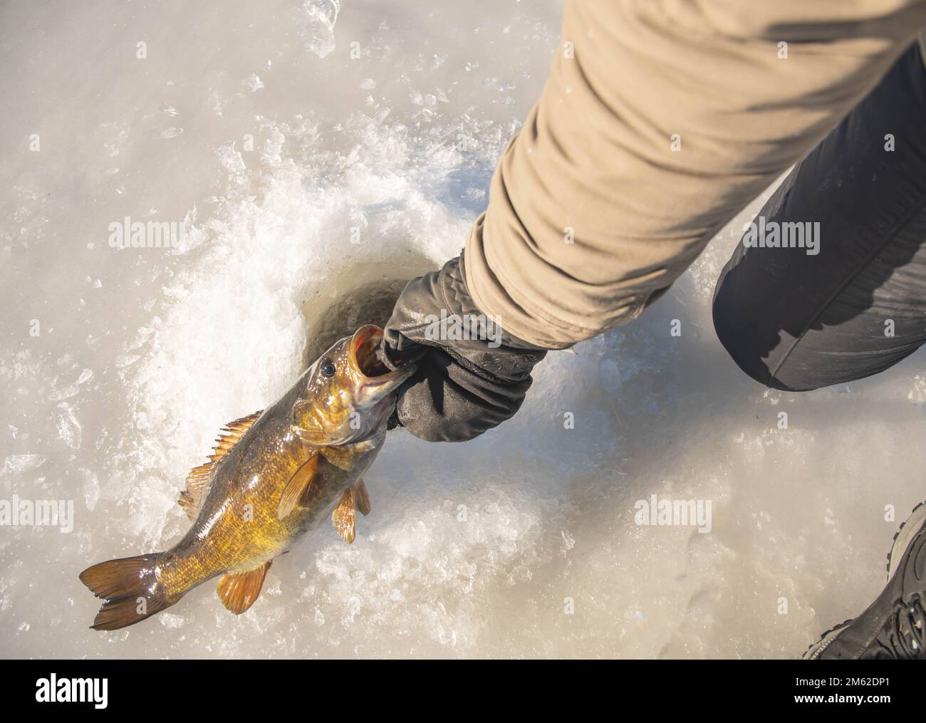 Great ice fishing catch, freshwater bass held by its mouth in ice hole