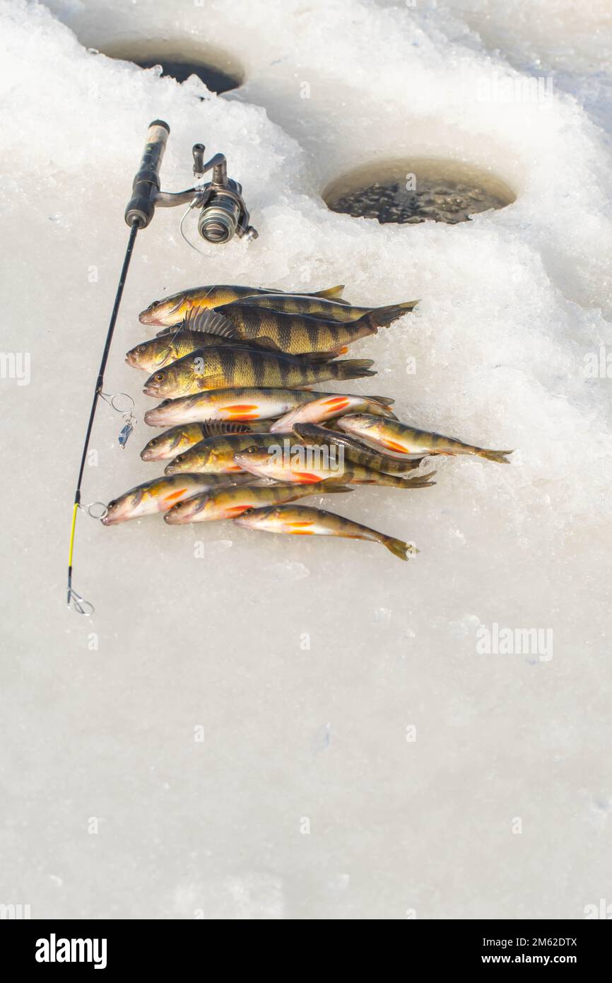 Winter fishing on ice, hobby leisure activities, catching fish Stock Photo