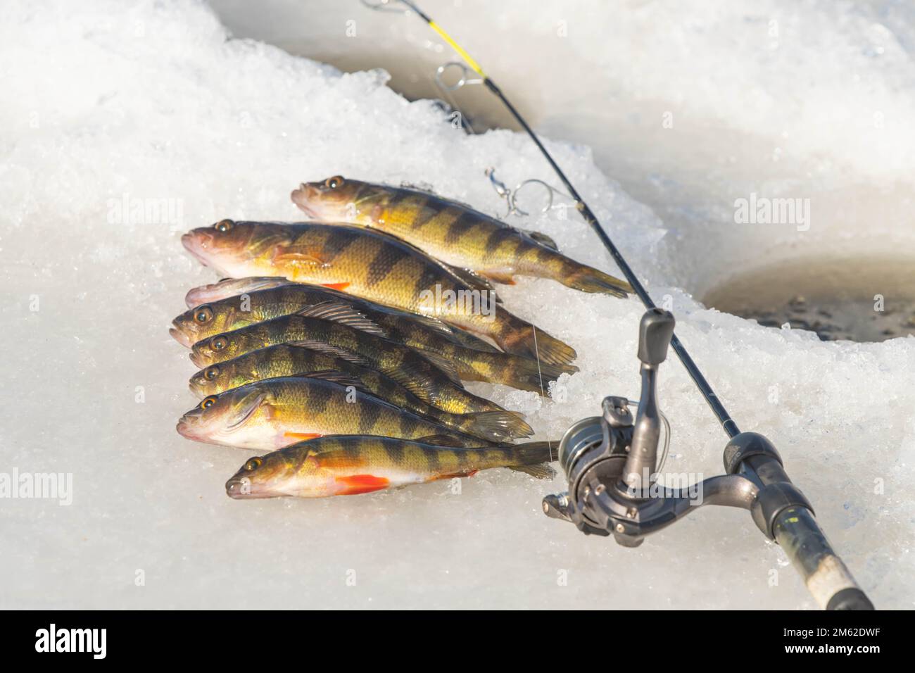 Yellow perch ice fishing day nice catch, freshwater lake, outdoor