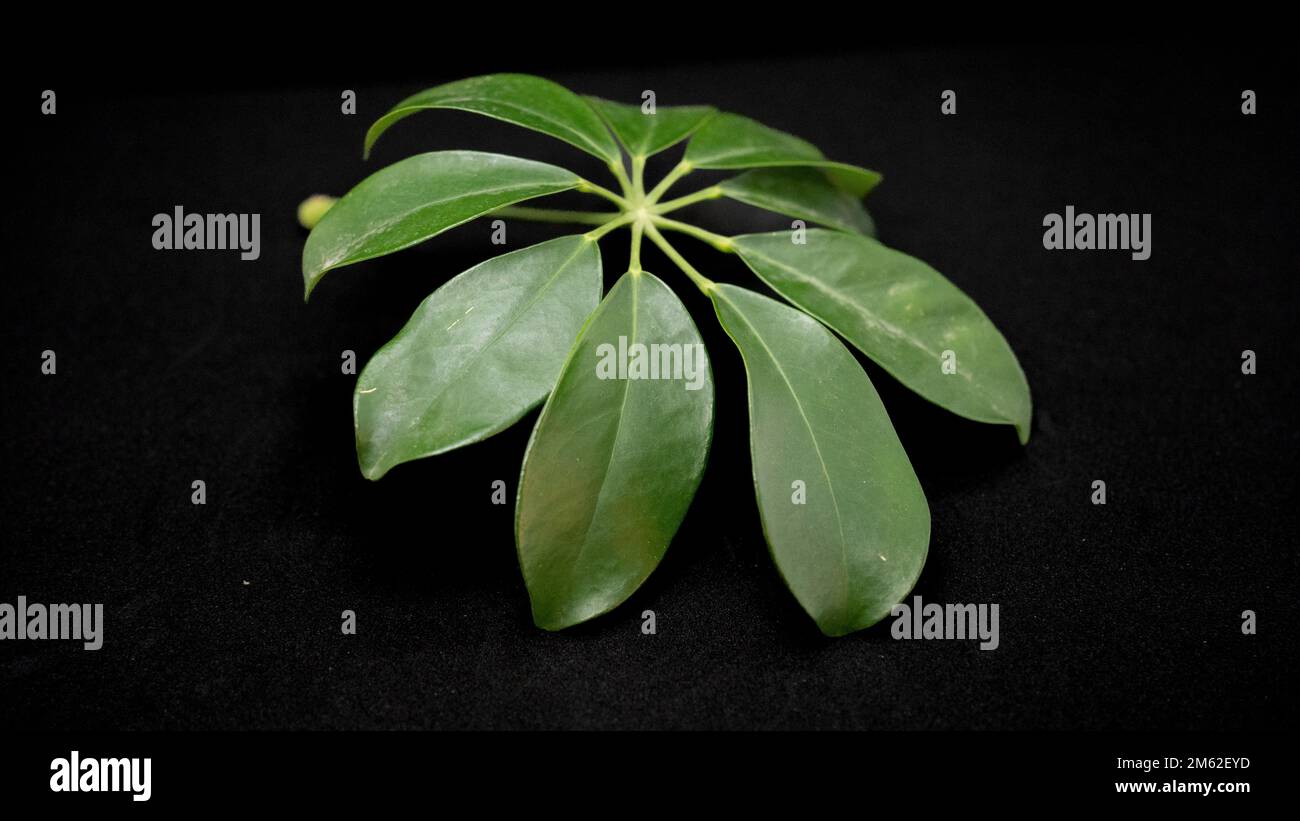 Green leaves on black background. exotic jungle tree leaves. natural ...