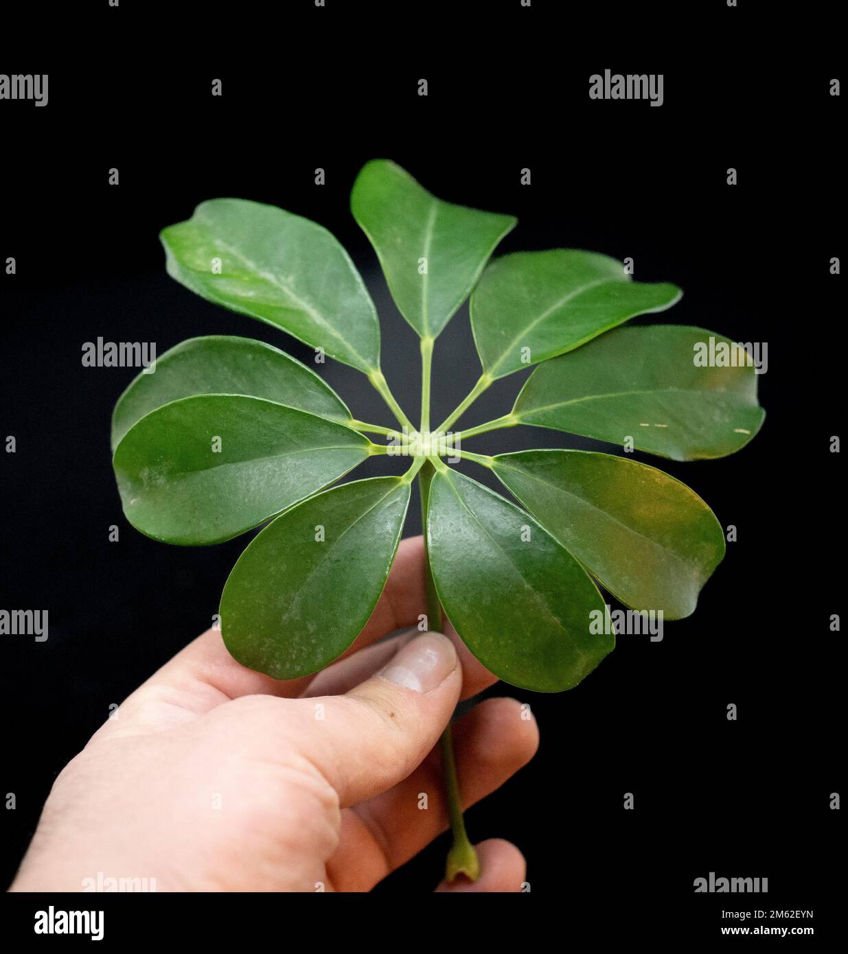 Green leaves on black background. exotic jungle tree leaves. natural ...