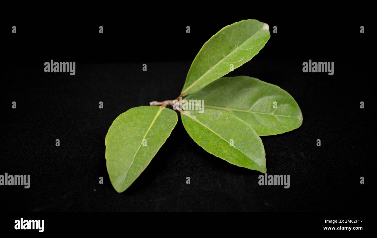 Green leaves on black background. exotic jungle tree leaves. natural ...