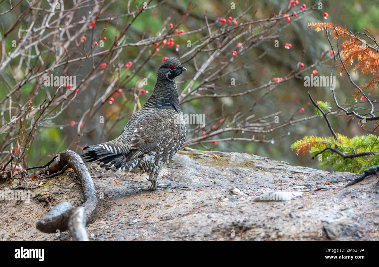 Spruce grouse (Falcipennis canadensis), Emerald Lake, British Columbia, Canada Stock Photo