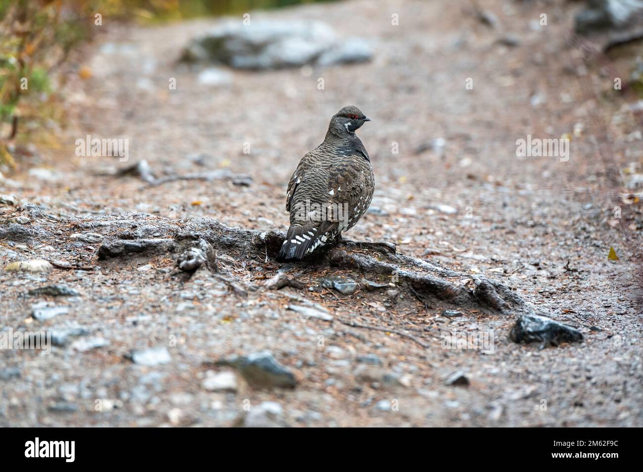 Spruce grouse (Falcipennis canadensis), Emerald Lake, British Columbia, Canada Stock Photo
