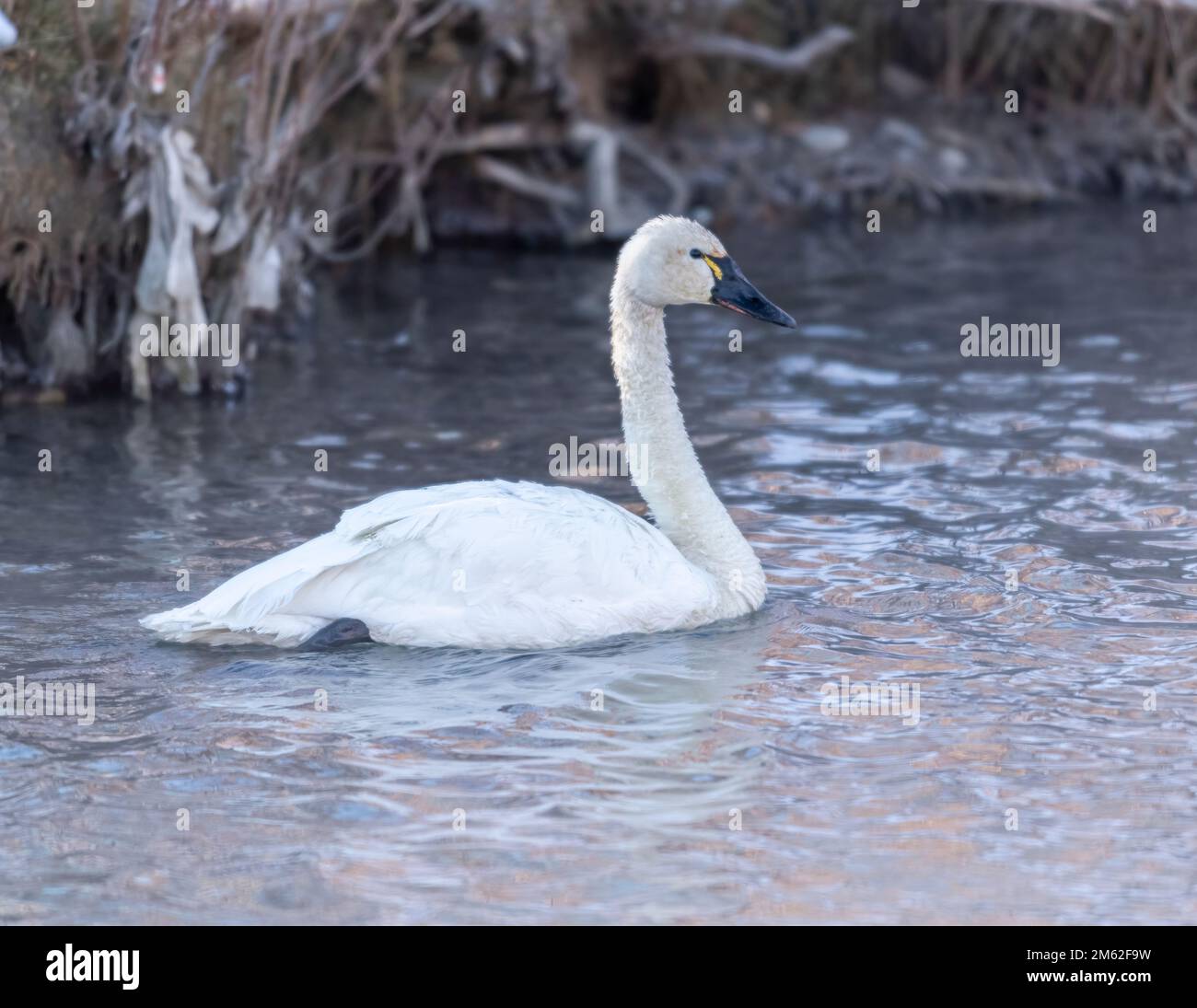 Tundra swan (Cygnus columbianus) swimming, Calgary, Prince's Island Park, Alberta, Canada Stock Photo