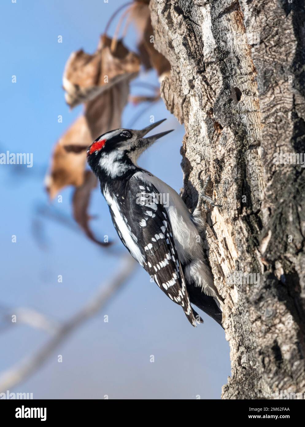 Hairy woodpecker (Picoides villosus), Calgary, Carburn Park, Alberta, Canada Stock Photo