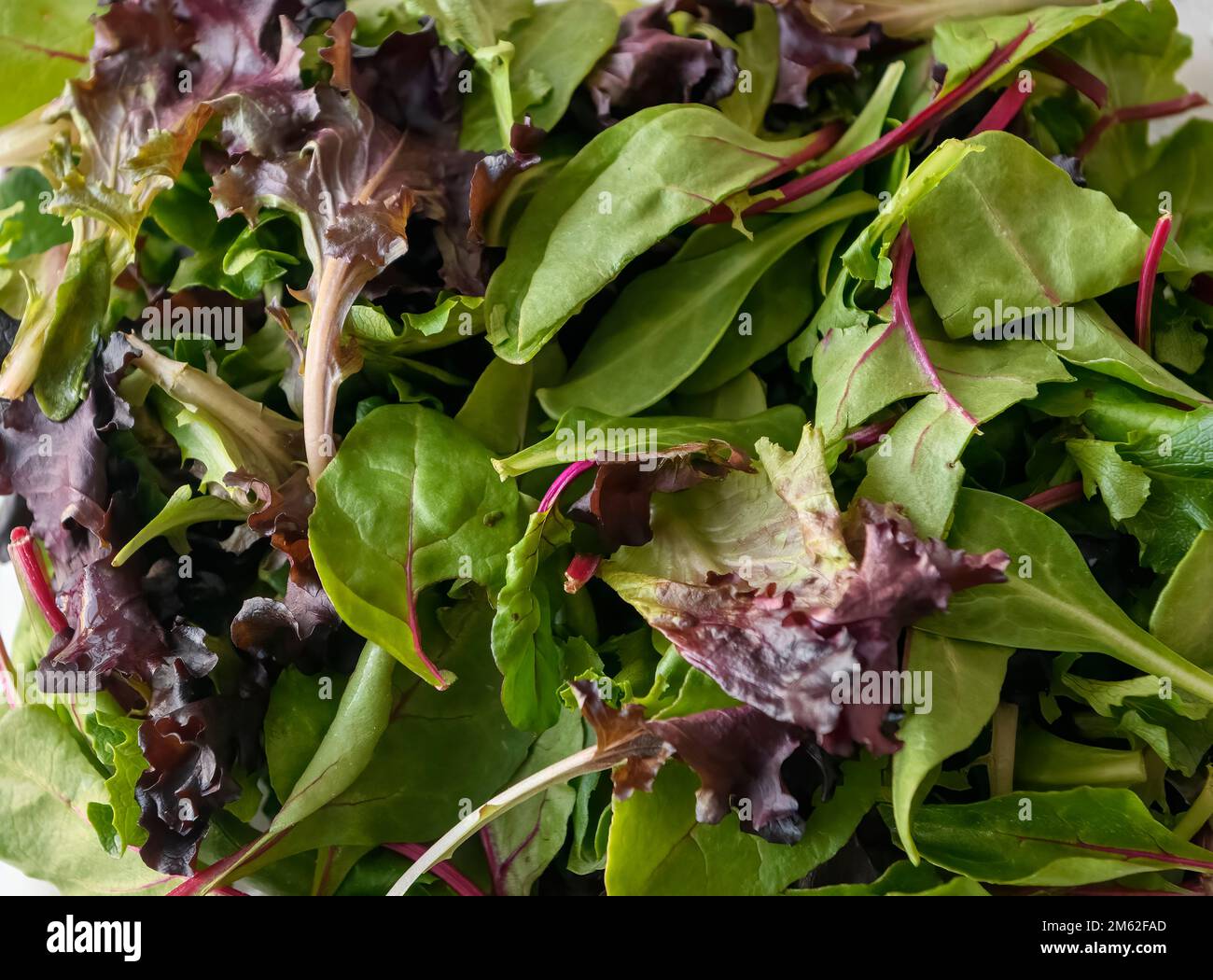 Mixed lettuce leaves Stock Photo Alamy