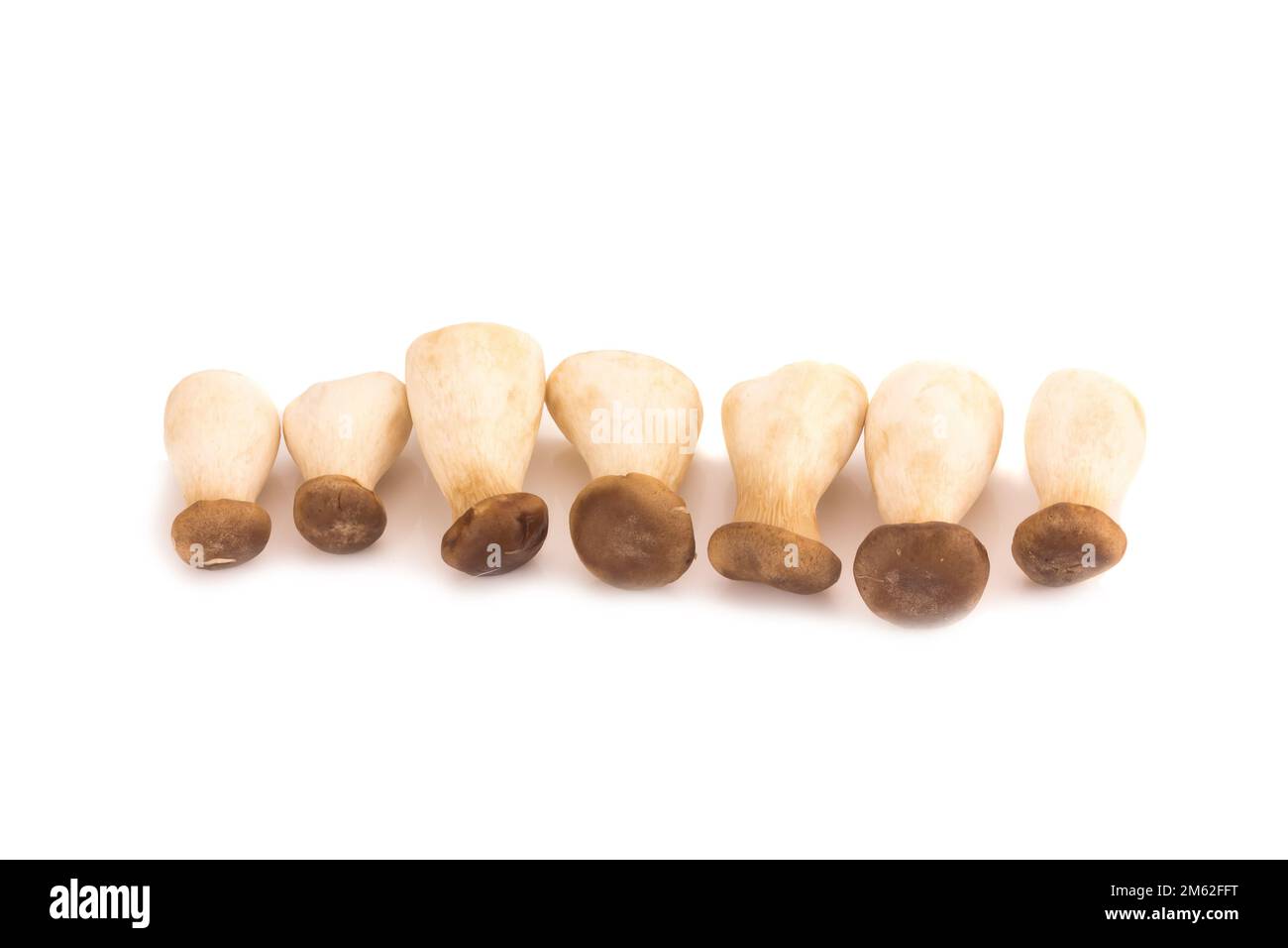 King oyster mushroom Pleurotus eryngii on white background Stock Photo