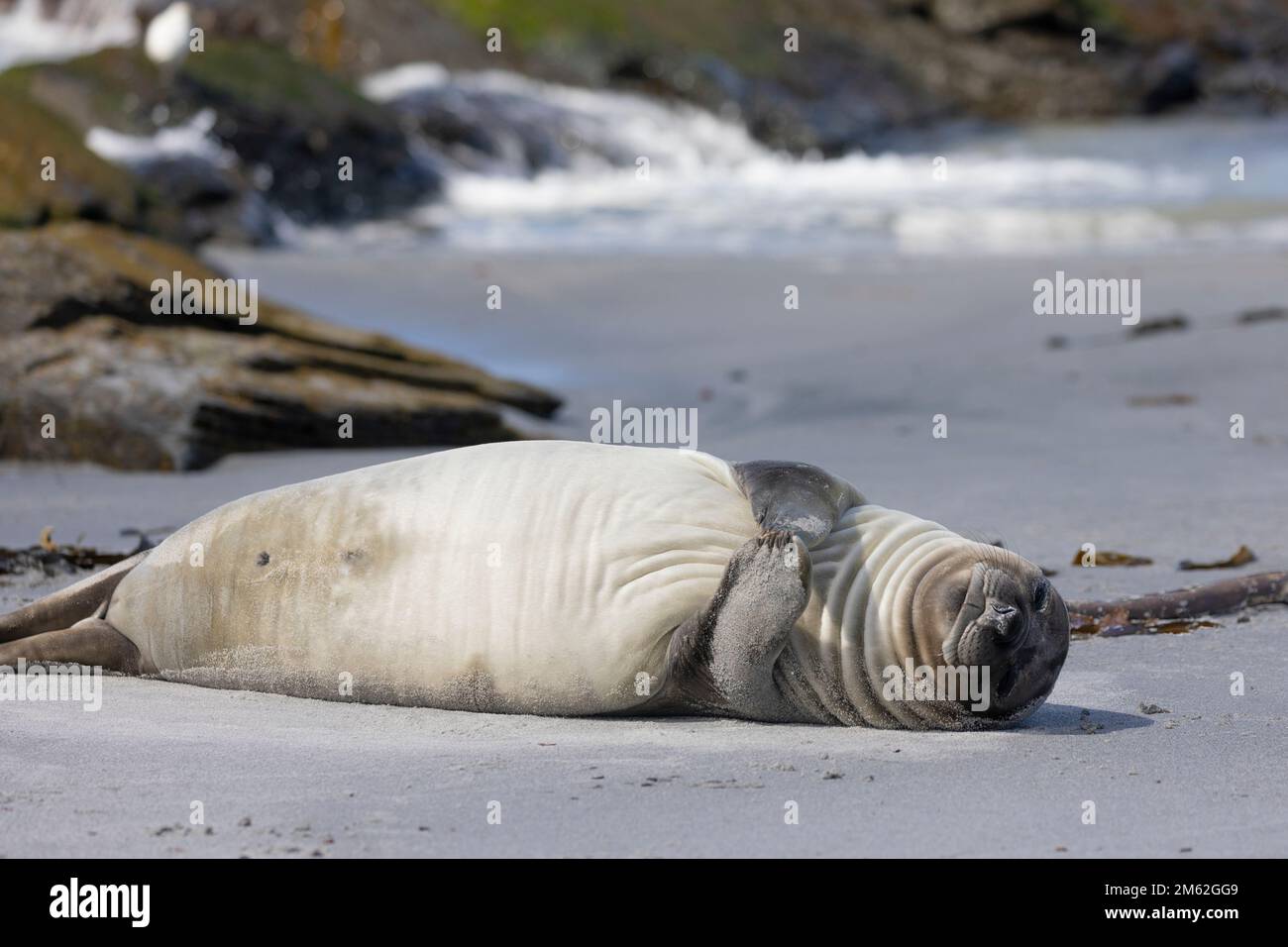 A young Southern Elephant Seal weaner, Mirounga leonina, lying on its back with its flippers together and claws entwined on Elephant Beach, Sea Lion I Stock Photo