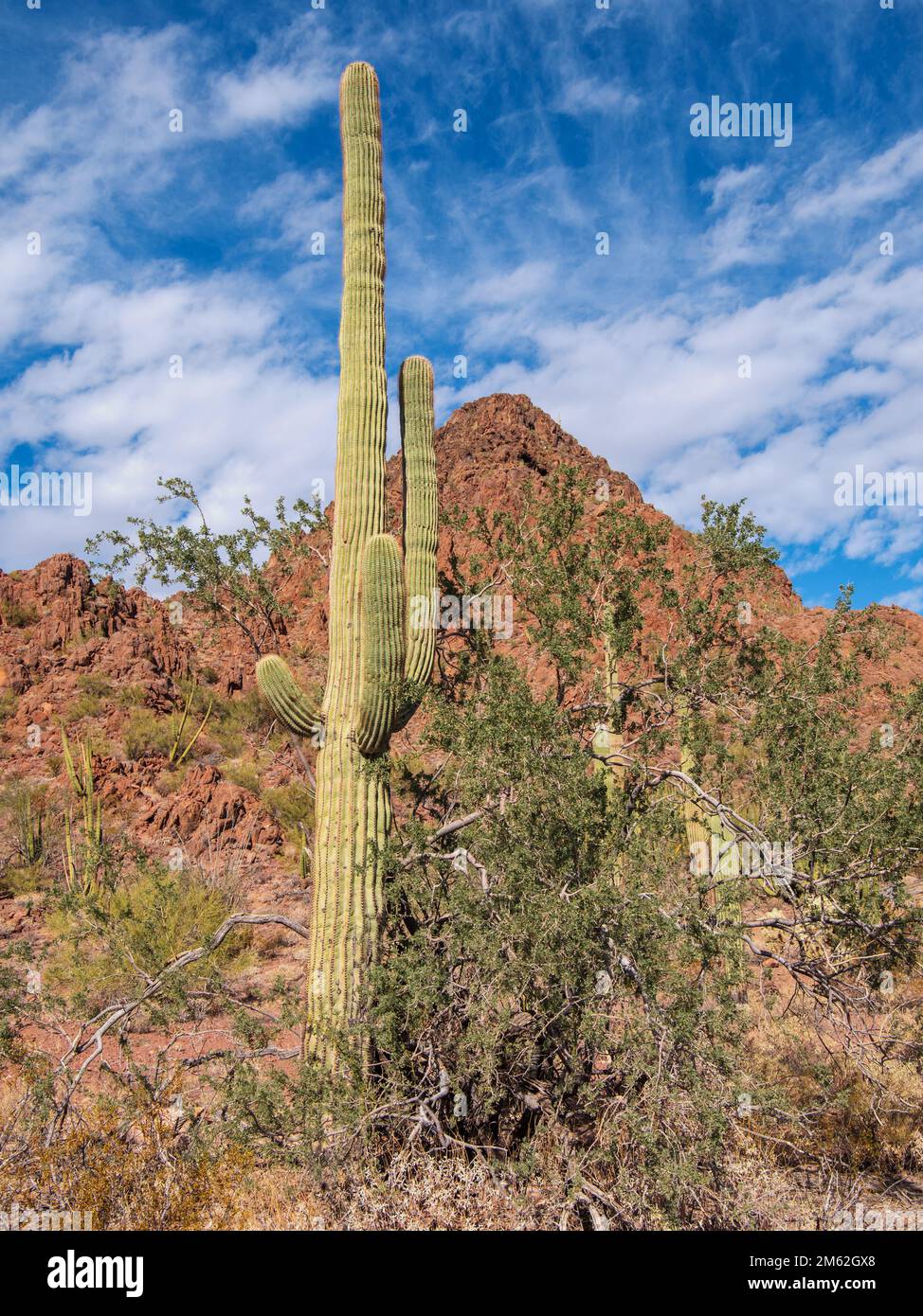 Saguaro Cactus along the North Puerto Blanco Drive at Organ Pipe Cactus National Monument in southern Arizona Stock Photo