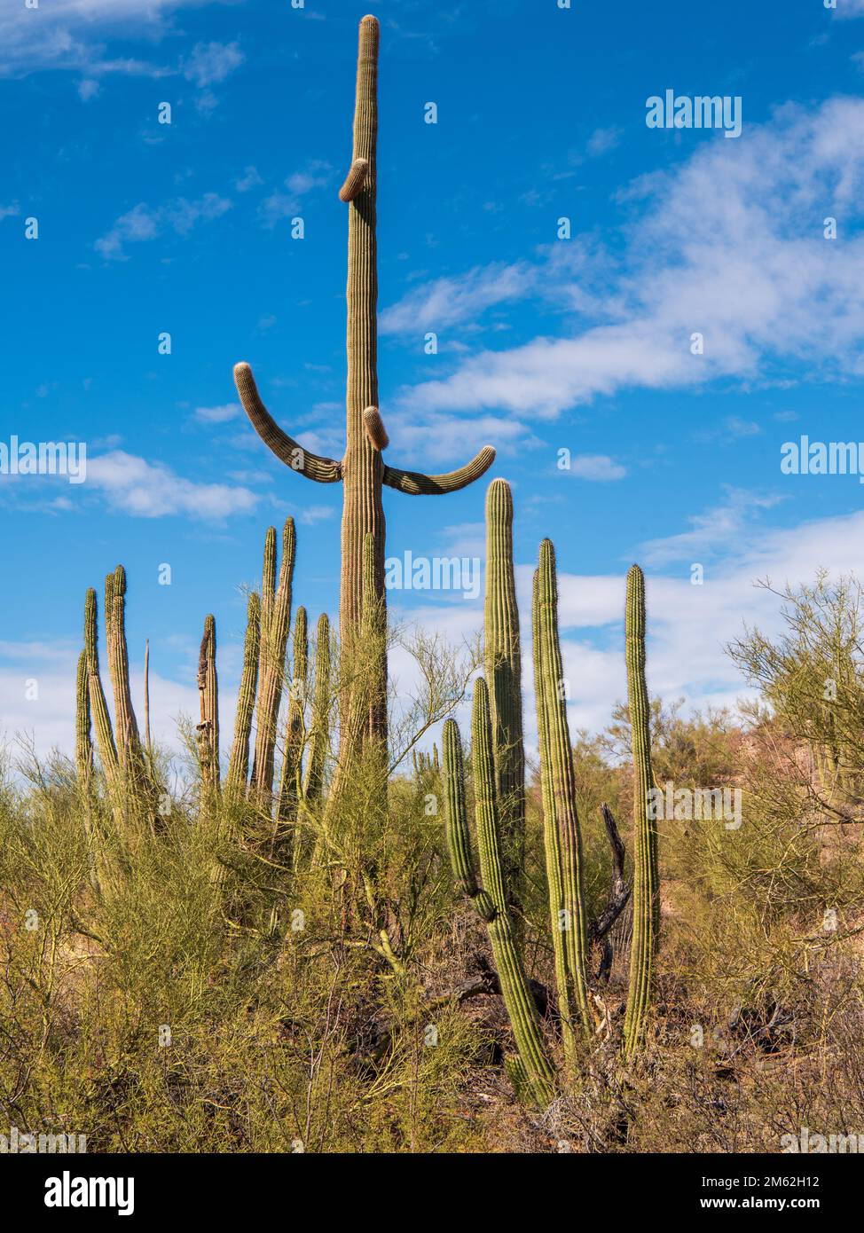 Organ Pipe Cacti and Saguaro along North Puerto Blanco Drive in Organ Pipe Cactus National Monument, Arizona, USA Stock Photo