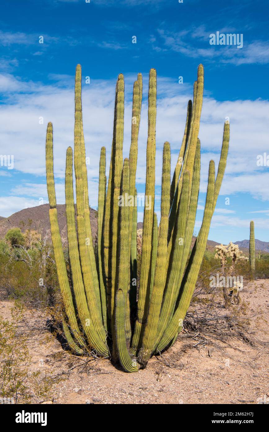 Organ Pipe Cactus along the North Puerto Blanco Drive at Organ Pipe