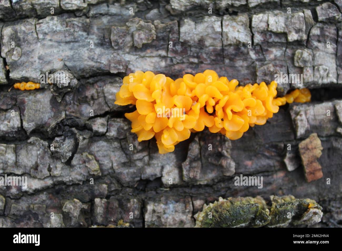 Orange jelly fungus on a log at Blue Star Memorial Woods in Glenview, Illinois Stock Photo