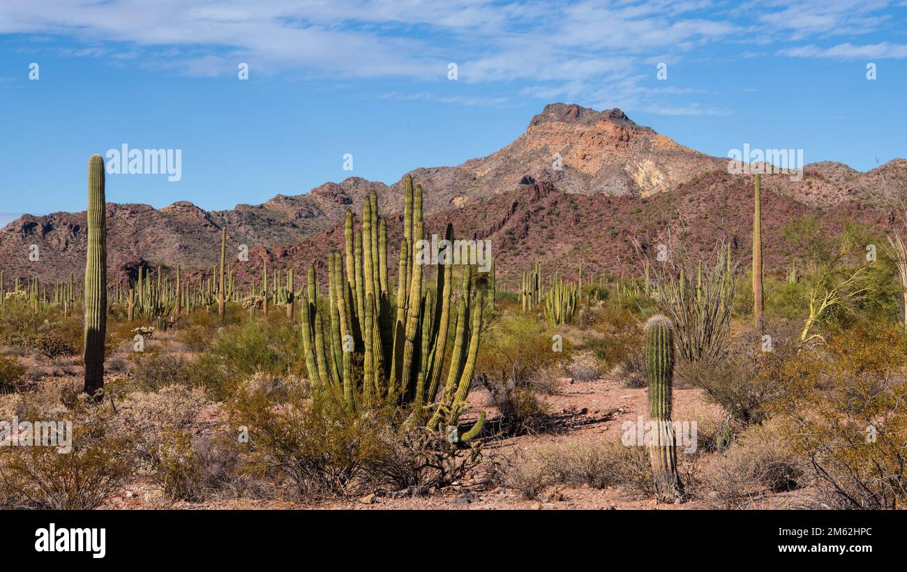 Organ Pipe and Saguaro cacti in front of Mount Ajo, along the Ajo Mountain Drive at Organ Pipe Cactus National Monument, a UNESCO Biosphere Reserve ne Stock Photo