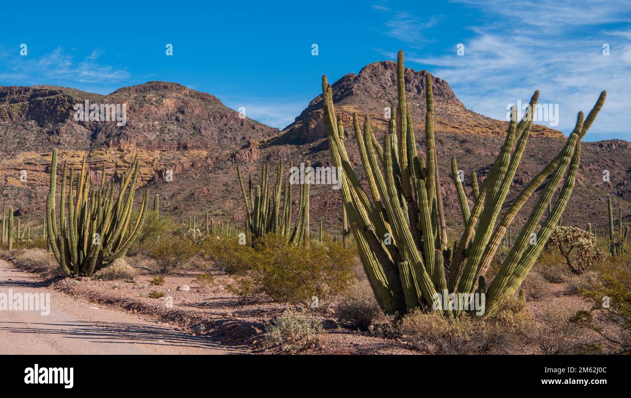 Several Organ Pipe Cacti along the Ajo Mountain Loop Drive in Organ Pipe Cactus National Monument. The park is the only place in the United States whe Stock Photo