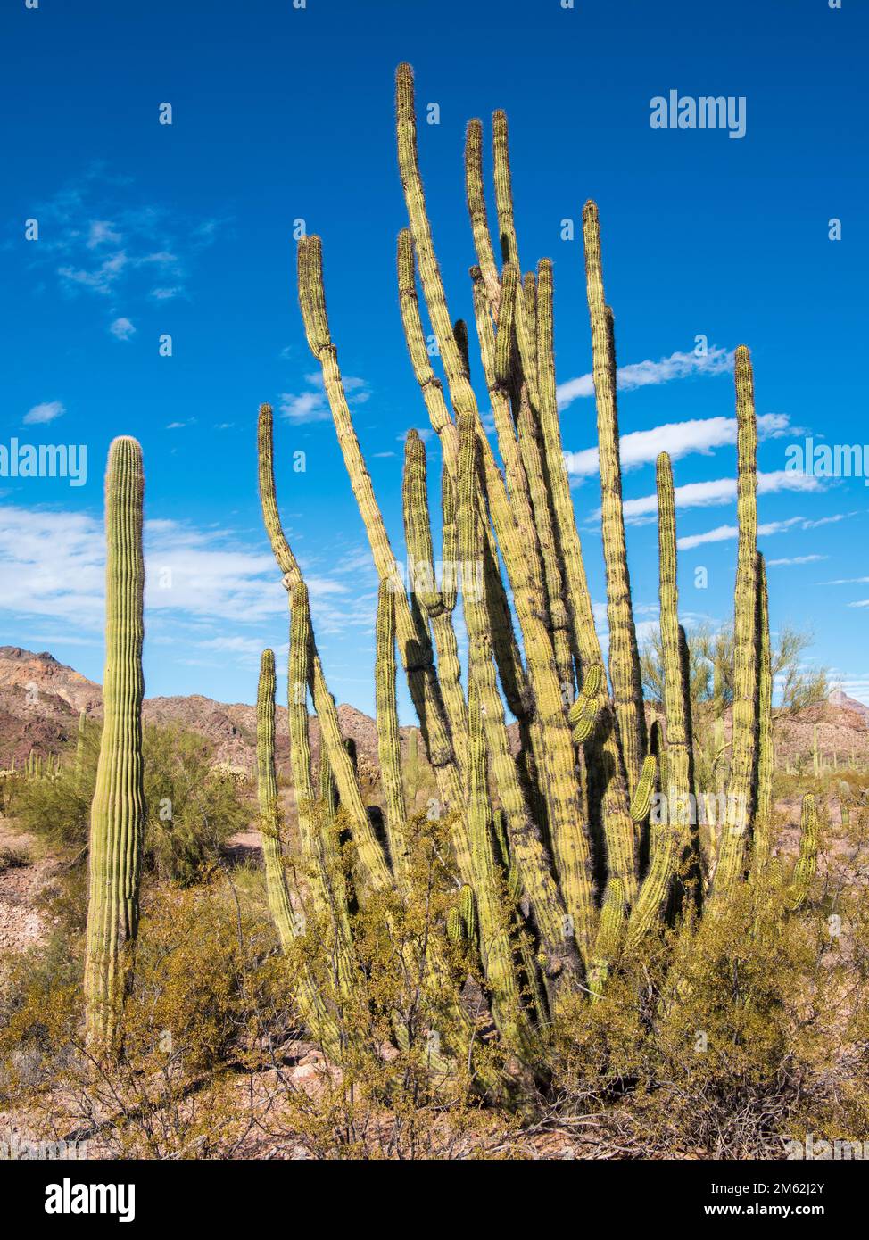 Saguaro and Organ Pipe Cacti along the Ajo Mountain Drive at Organ Pipe Cactus National Monument, a UNESCO  biosphere reserve in southern Arizona Stock Photo