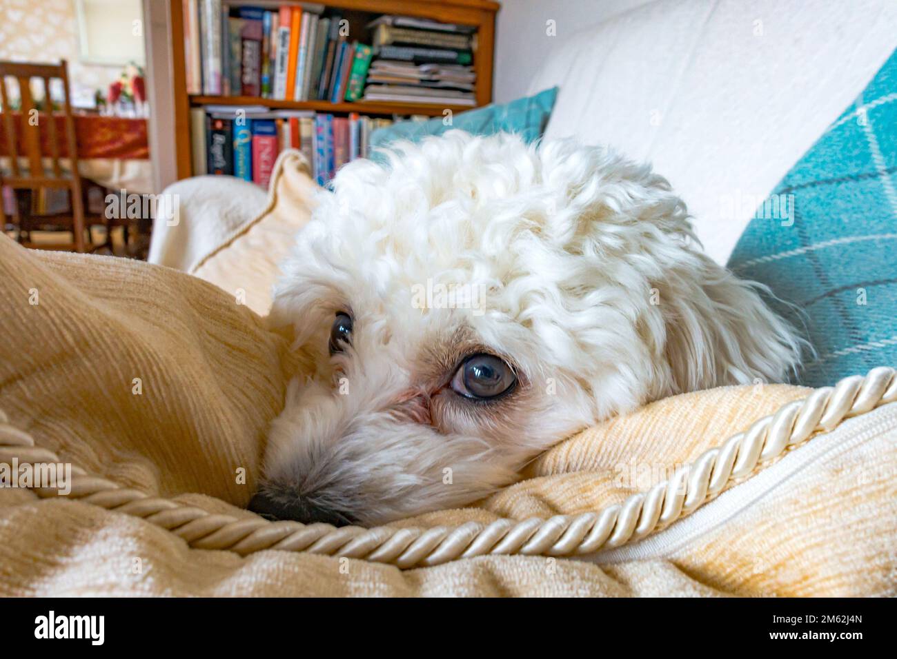 are cavapom puppies lazy