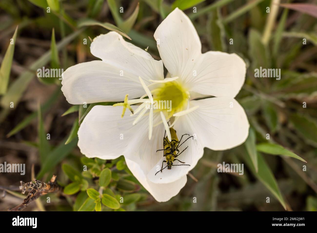 White Evening Primrose Blossom with mating insects in Zion National