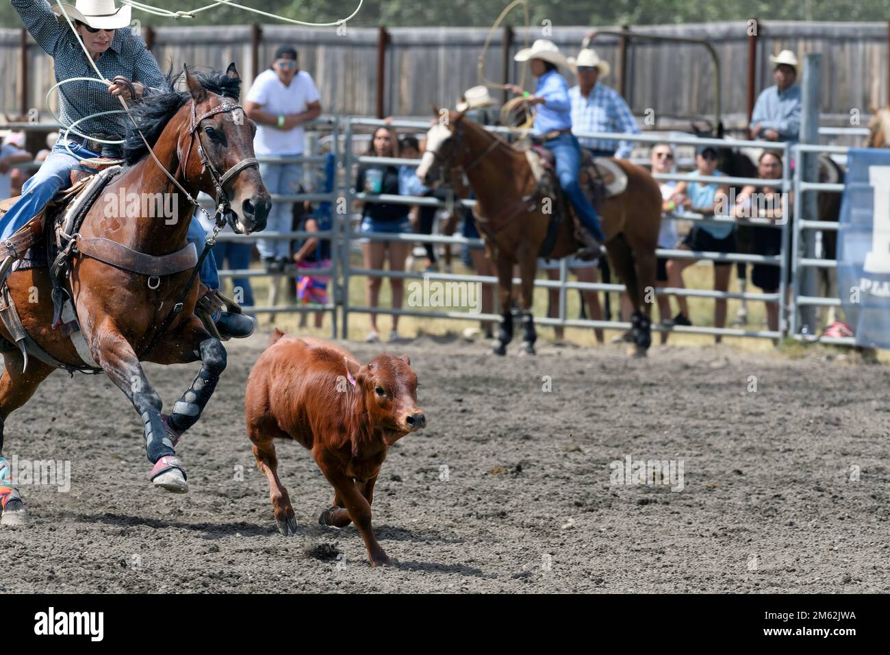 Breakaway calf roping event at the Tsuut'ina Annual Rodeo & Powwow. Alberta Canada Stock Photo