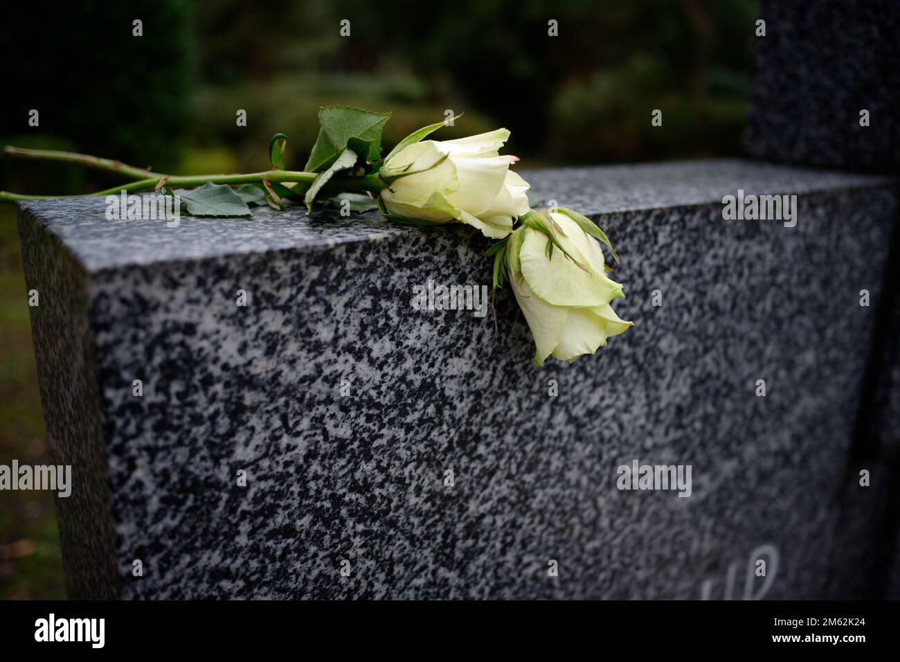 two white roses lying on a marble tombstone Stock Photo