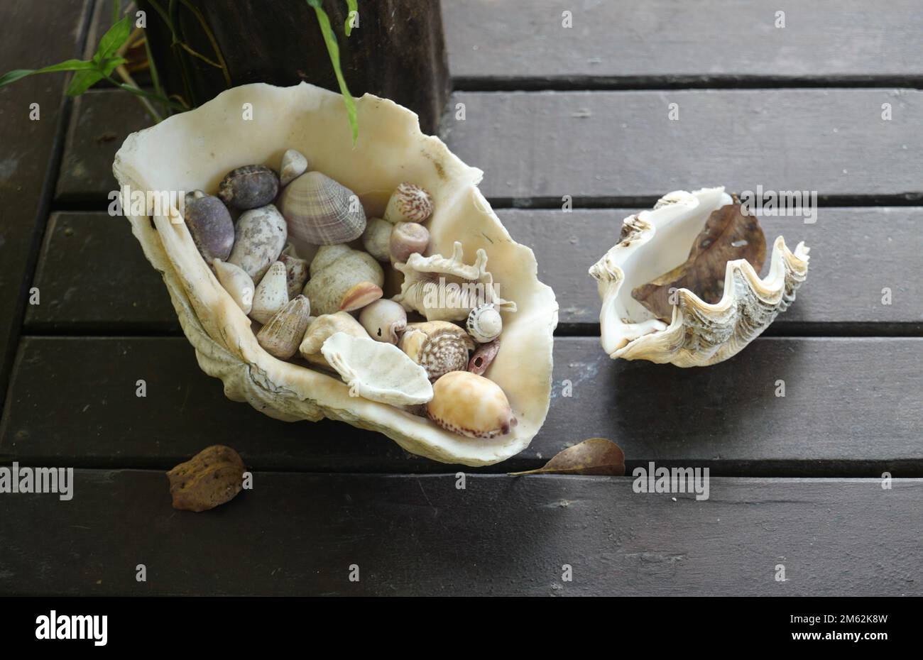 Collection of tropical sea shells Stock Photo