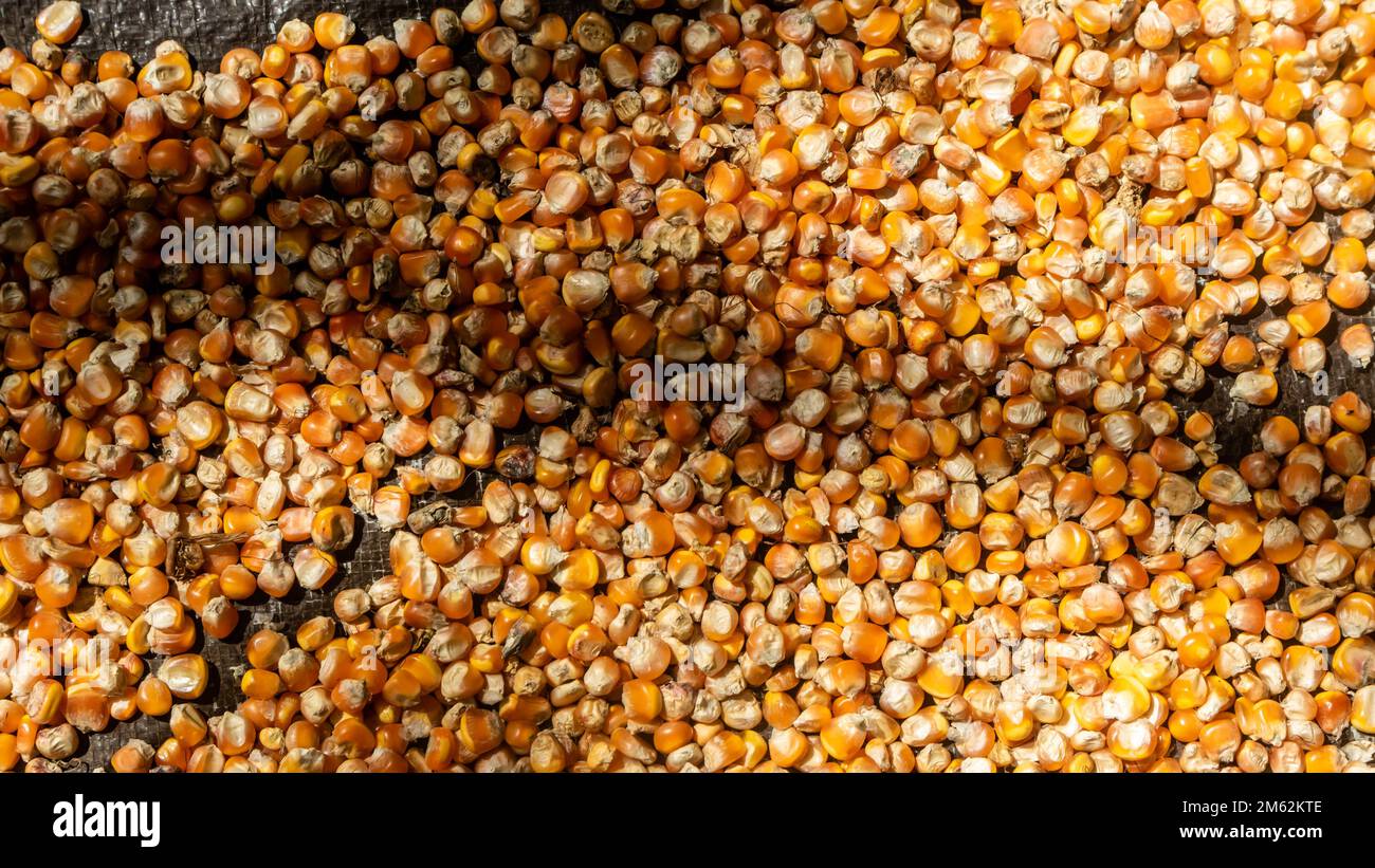 pile of corn kernels as background Stock Photo Alamy