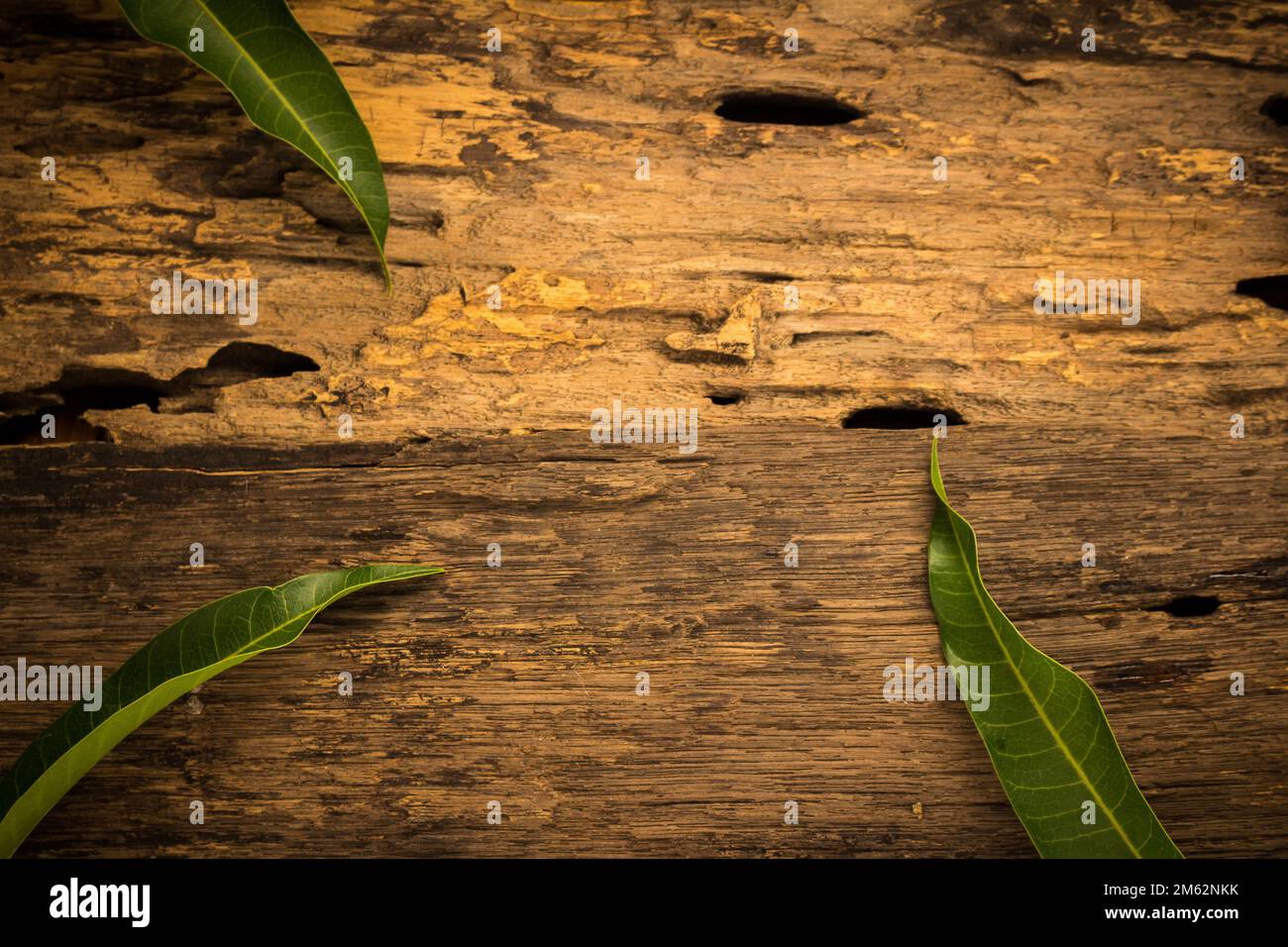 mango on a dark wood background. Stock Photo