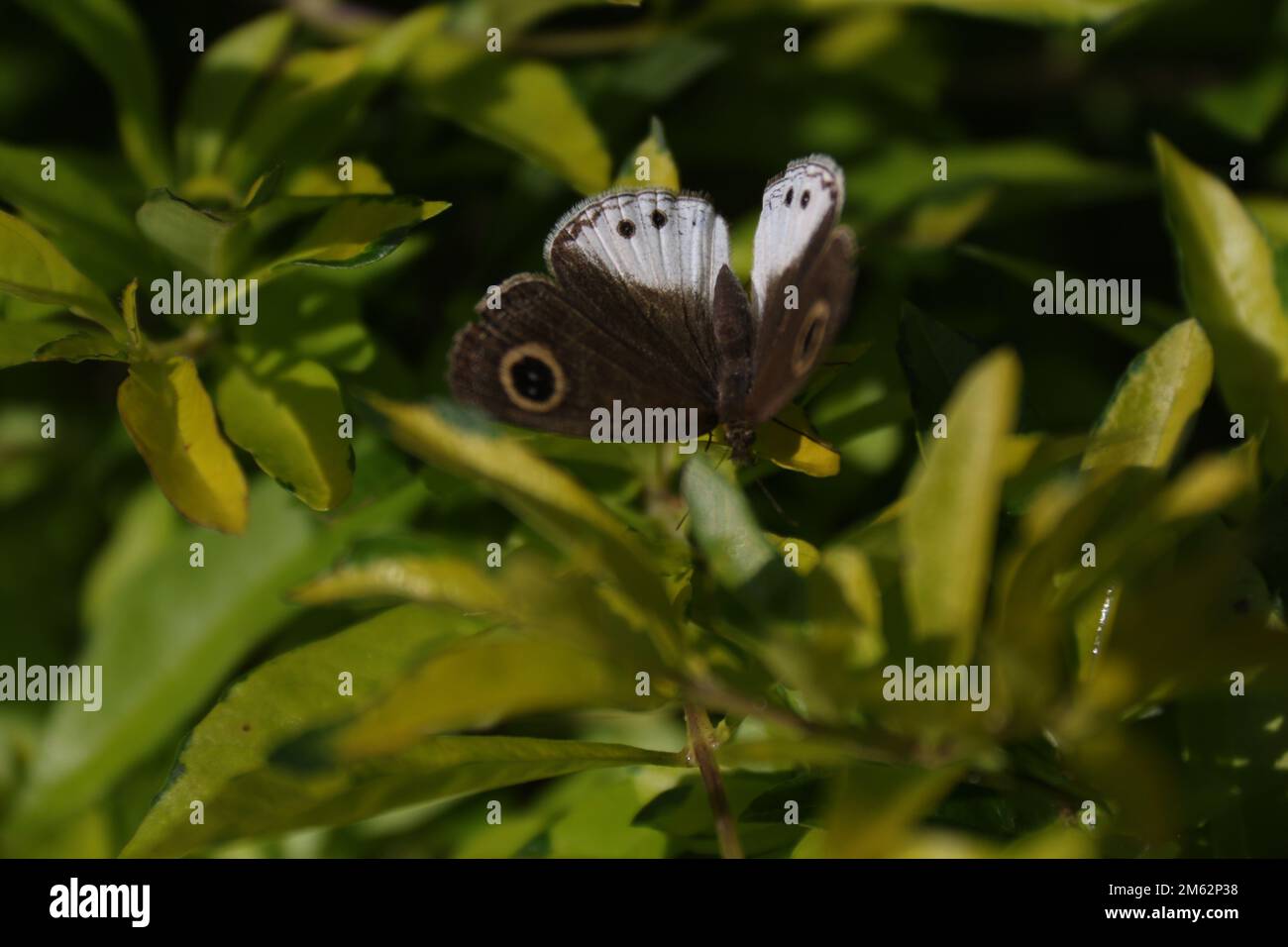 Beautiful butterflies, Dragonflies and Beetles in Sri Lanka, Visit Sri Lanka Stock Photo