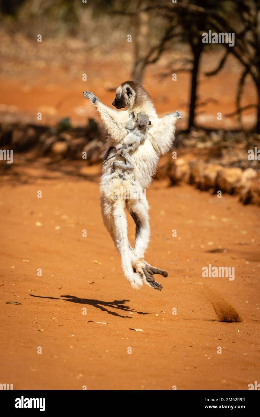 Verreaux's Sifaka lemur dancing at Berenty Reserve, Malaza forest in