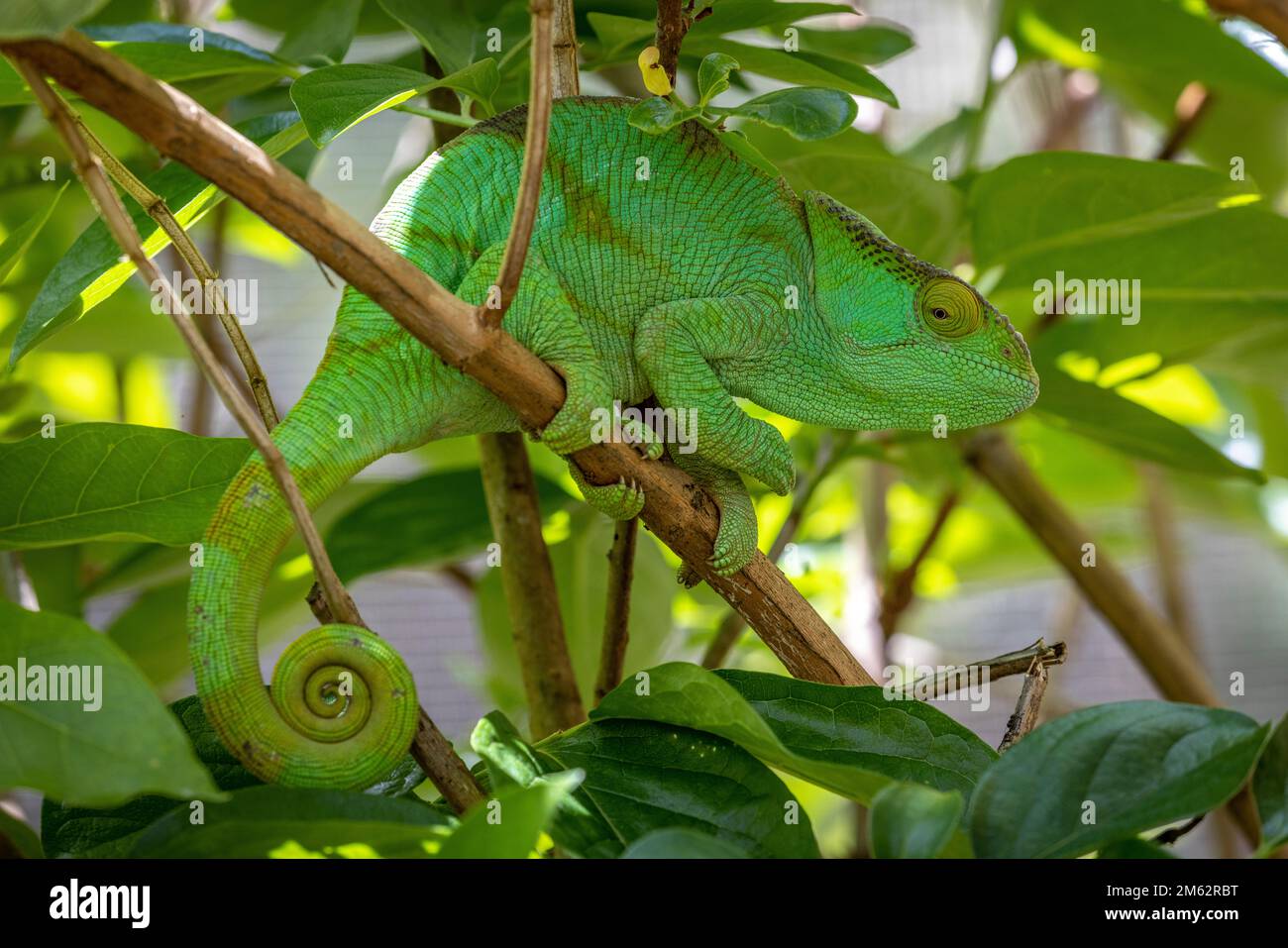 Parson's Chameleon in Mandraka, Eastern Madagascar, Africa Stock Photo