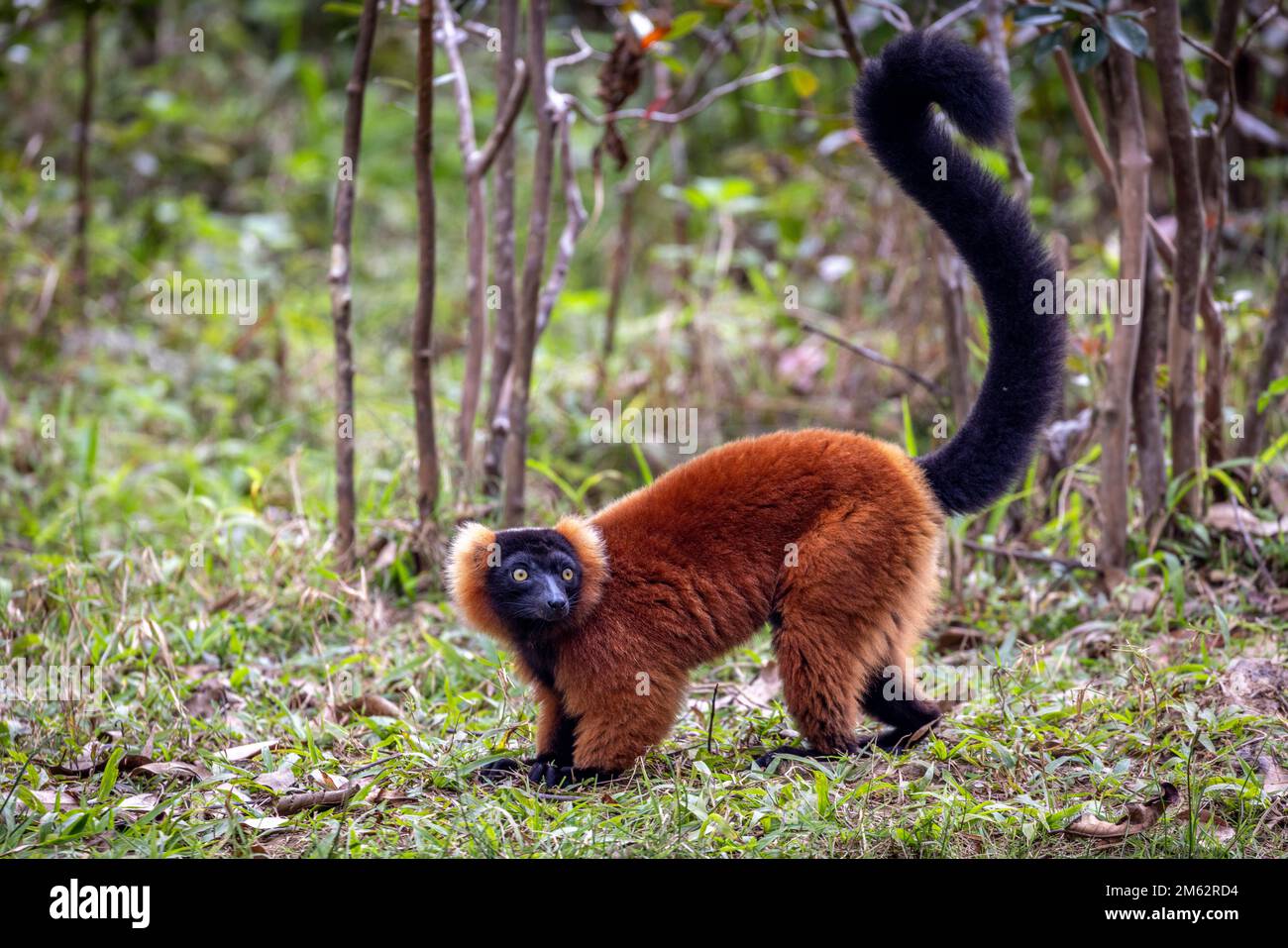 Red ruffed lemur in Andasibe-Mantadia National Park, Eastern Madagascar, Africa Stock Photo