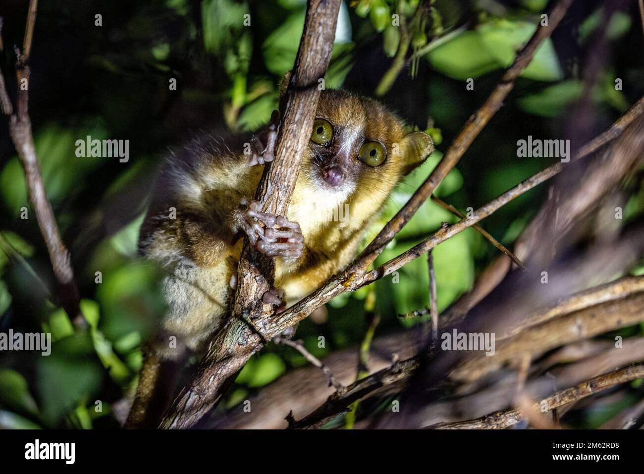 Nocturnal Rufous Mouse lemur in Andasibe-Mantadia National Park, Eastern Madagascar, Africa Stock Photo